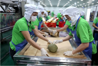 Quý I/2026, kim ngạch xuất khẩu rau quả của Việt Nam đạt 1,53 tỷ USD, tăng 31,4% so với cùng kỳ năm ngoái. Ảnh: NNMT.