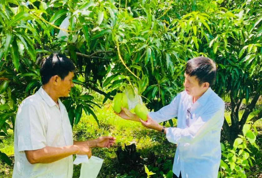 Ông Nguyễn Văn Nhàn (bên trái) hướng dẫn cách chăm sóc xoài. Ảnh: M.K