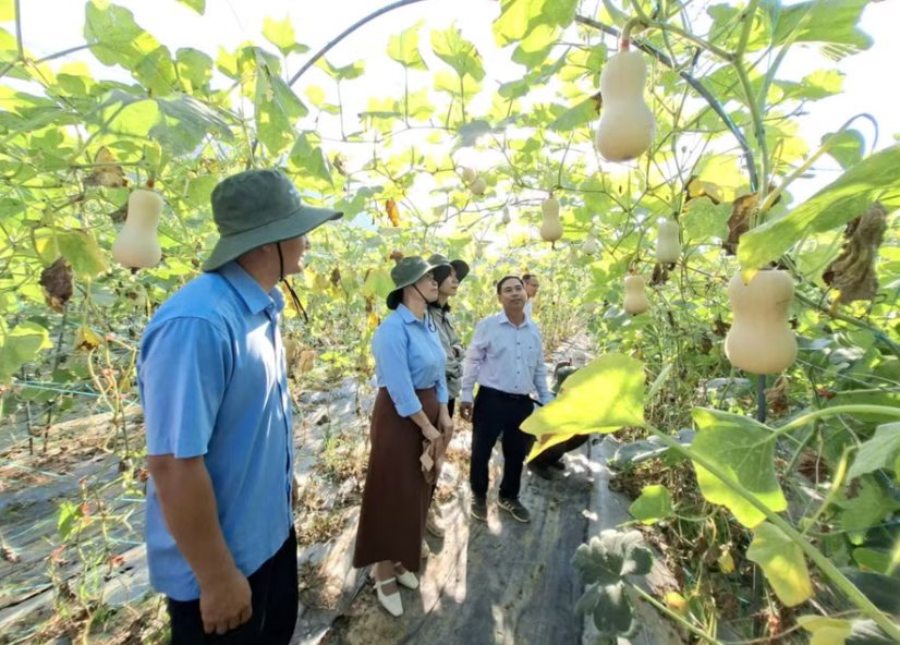 Nhiều nông dân chủ động tiếp cận, tìm hiểu giống mới, quy trình sản xuất tiên tiến để tăng năng suất cây trồng. Ảnh: N.N